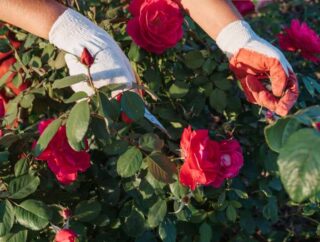 Sadzenie i pielęgnacja róż rabatowych: najlepsze sposoby uprawy i pielęgnacji różnorodnych odmian