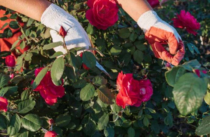 Sadzenie i pielęgnacja róż rabatowych: najlepsze sposoby uprawy i pielęgnacji różnorodnych odmian