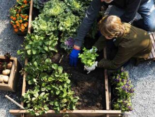 Planowanie warzywnika w ogrodzie: kluczowe zasady i wskazówki